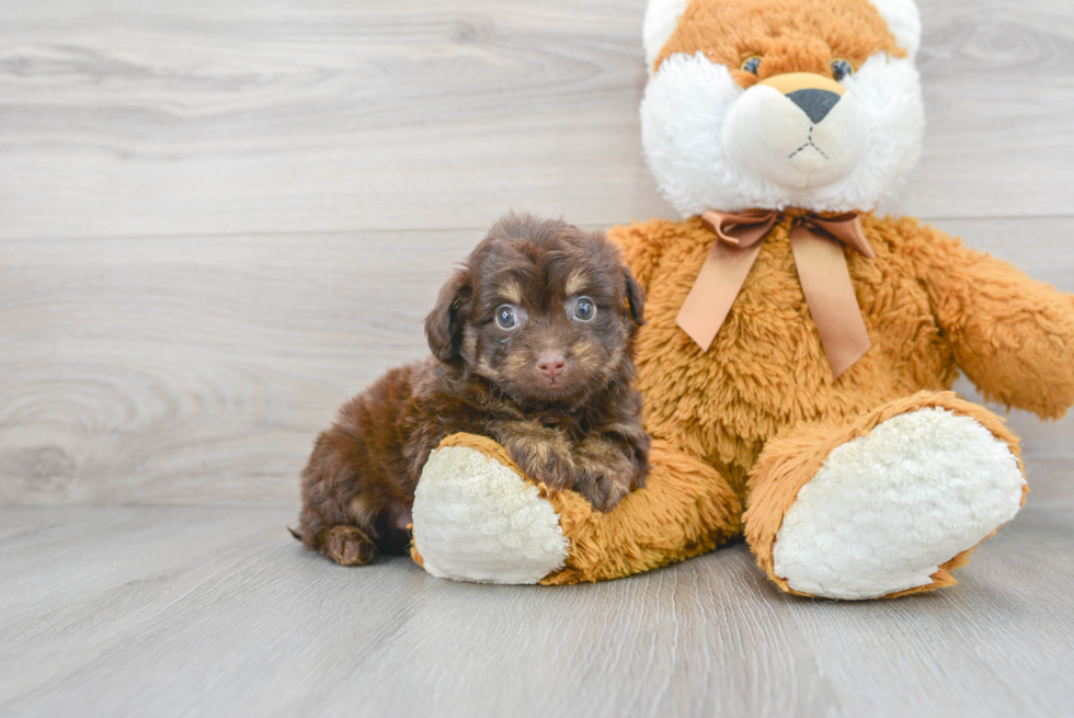 Mini Aussiedoodle Pup Being Cute