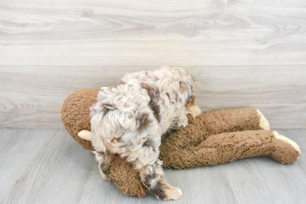 Best Mini Aussiedoodle Baby