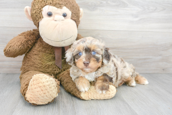 Friendly Mini Aussiedoodle Baby