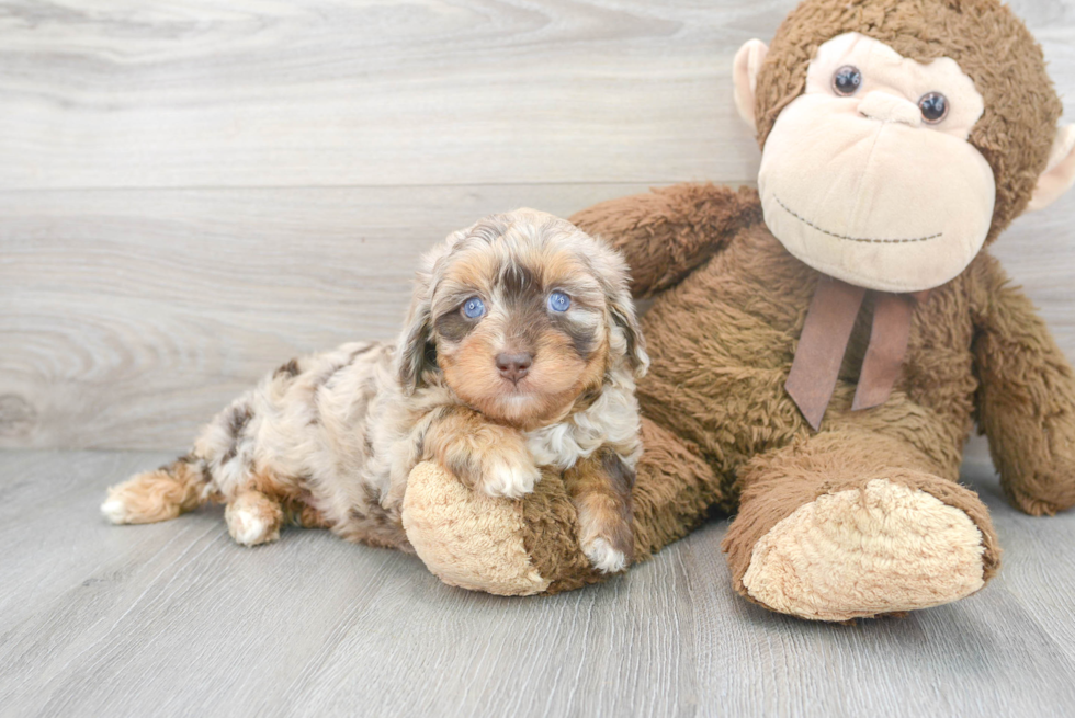 Fluffy Mini Aussiedoodle Poodle Mix Pup