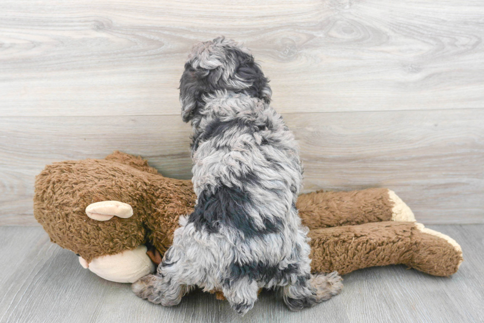 Little Aussiepoo Poodle Mix Puppy