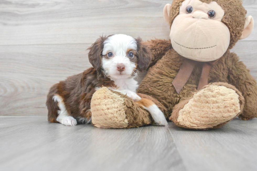 Happy Mini Aussiedoodle Baby