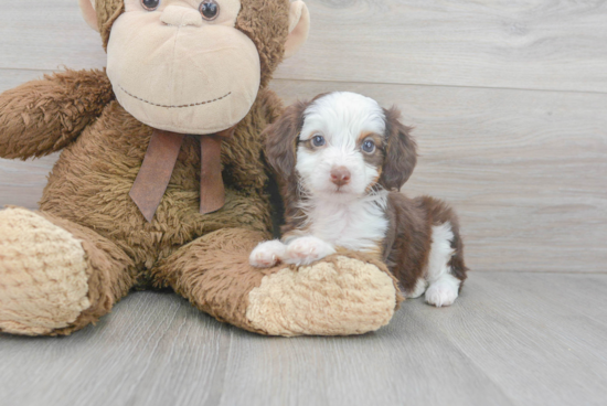 Playful Aussiepoo Poodle Mix Puppy