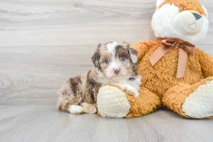 Mini Aussiedoodle Pup Being Cute