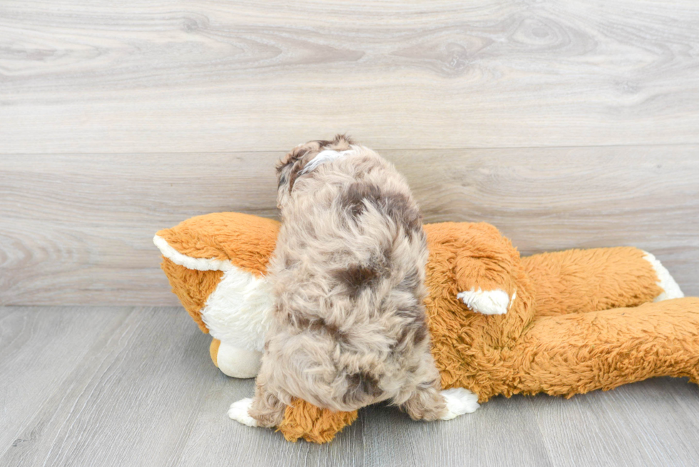 Mini Aussiedoodle Pup Being Cute