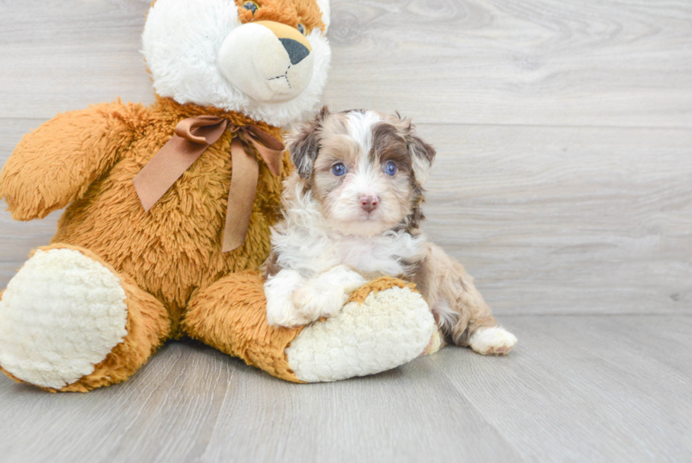 Mini Aussiedoodle Pup Being Cute