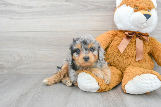 Mini Aussiedoodle Pup Being Cute