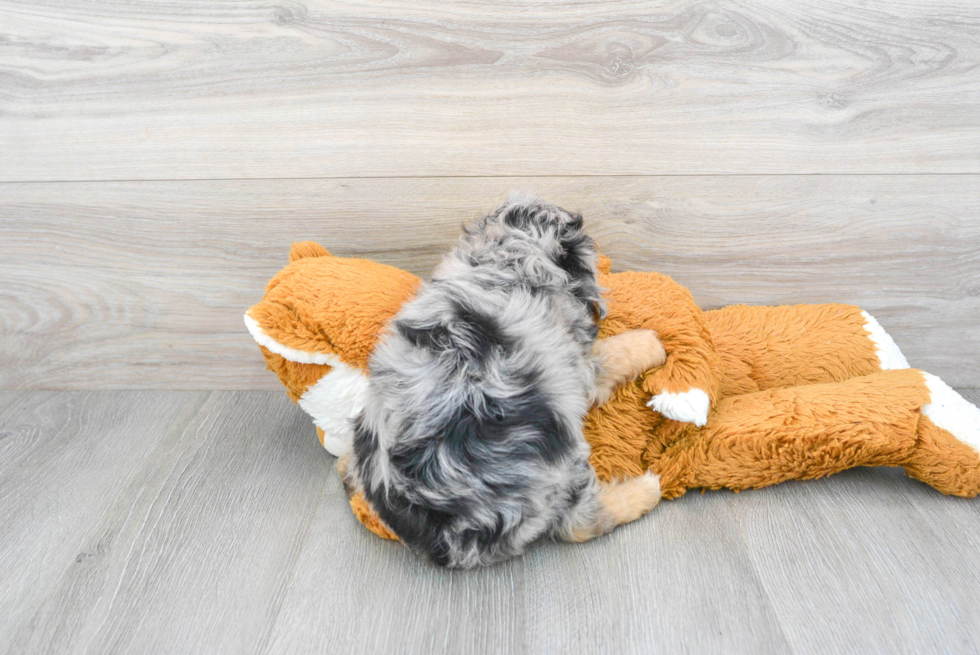 Playful Aussiepoo Poodle Mix Puppy