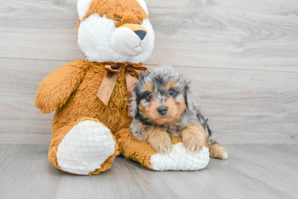 Mini Aussiedoodle Pup Being Cute