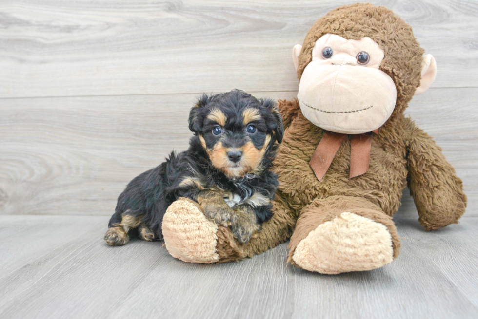 Smart Mini Aussiedoodle Poodle Mix Pup