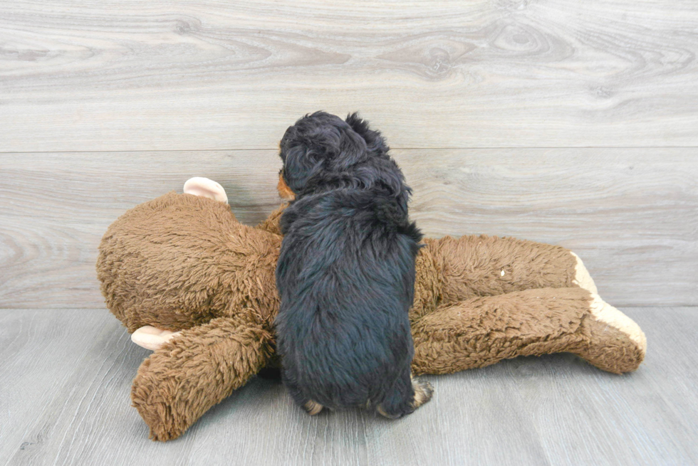 Mini Aussiedoodle Puppy for Adoption