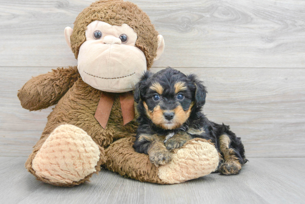 Small Mini Aussiedoodle Baby