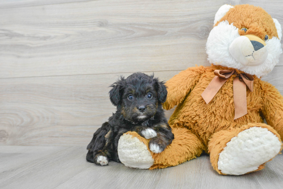 Mini Aussiedoodle Pup Being Cute