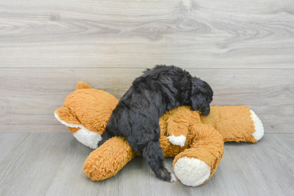 Sweet Mini Aussiedoodle Baby