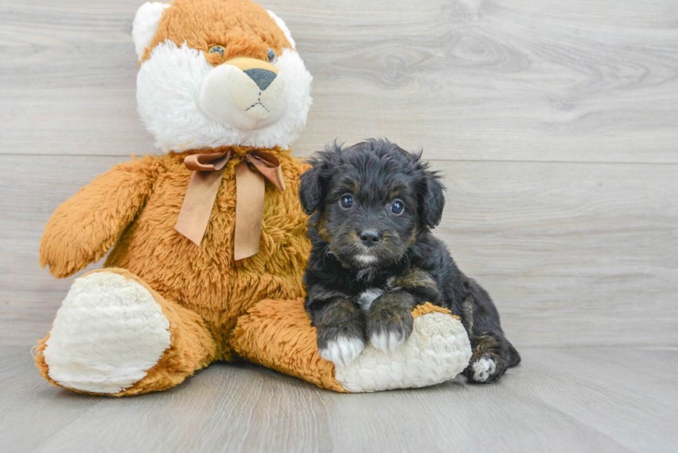 Petite Mini Aussiedoodle Poodle Mix Pup