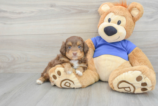 Best Mini Aussiedoodle Baby