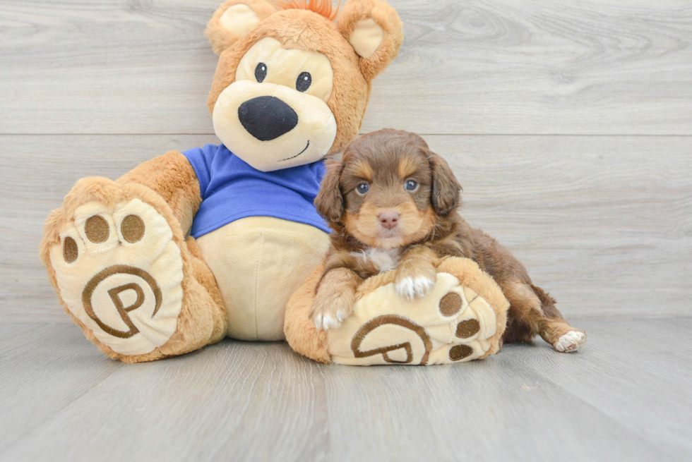 Mini Aussiedoodle Pup Being Cute