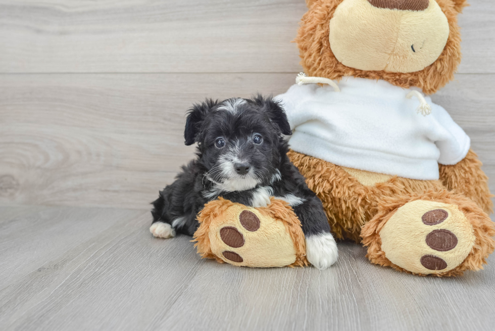 Fluffy Mini Aussiedoodle Poodle Mix Pup