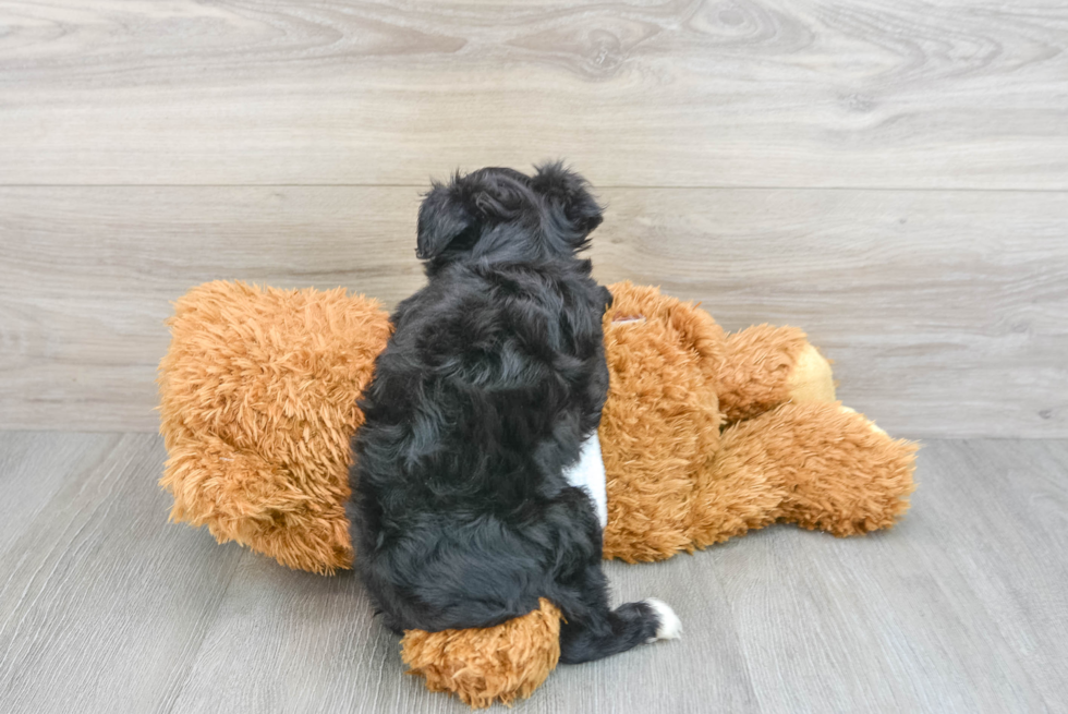 Funny Mini Aussiedoodle Poodle Mix Pup