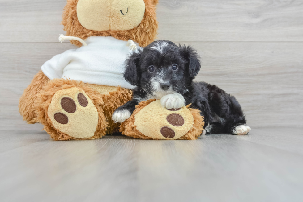 Happy Mini Aussiedoodle Baby