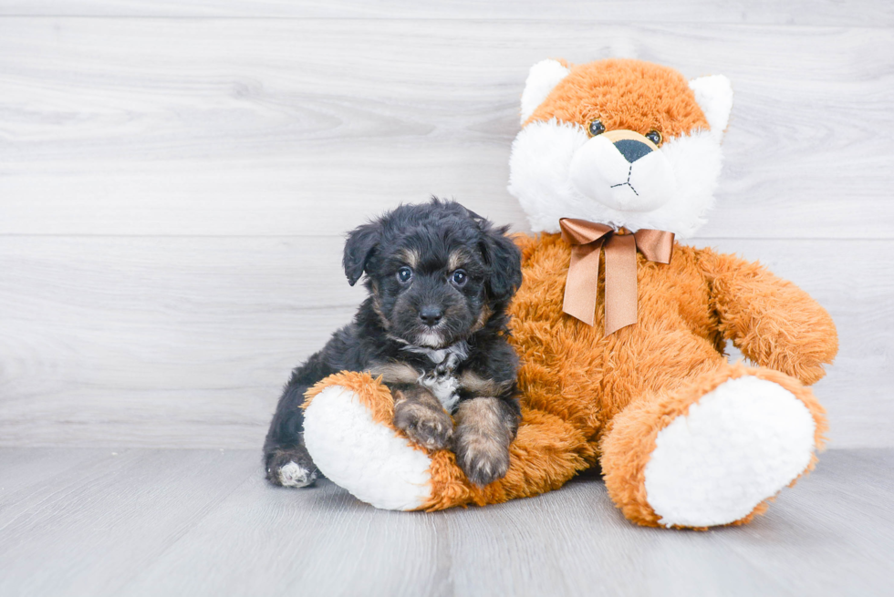 Adorable Aussiepoo Poodle Mix Puppy