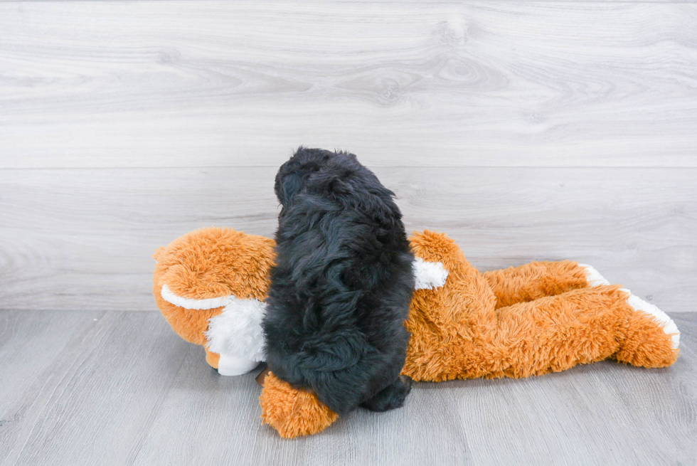 Sweet Mini Aussiedoodle Baby