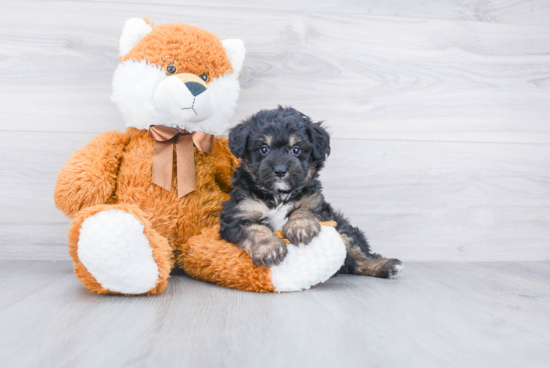 Mini Aussiedoodle Pup Being Cute