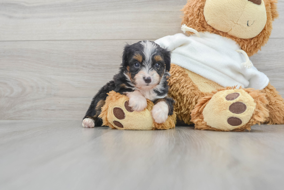 Mini Aussiedoodle Pup Being Cute