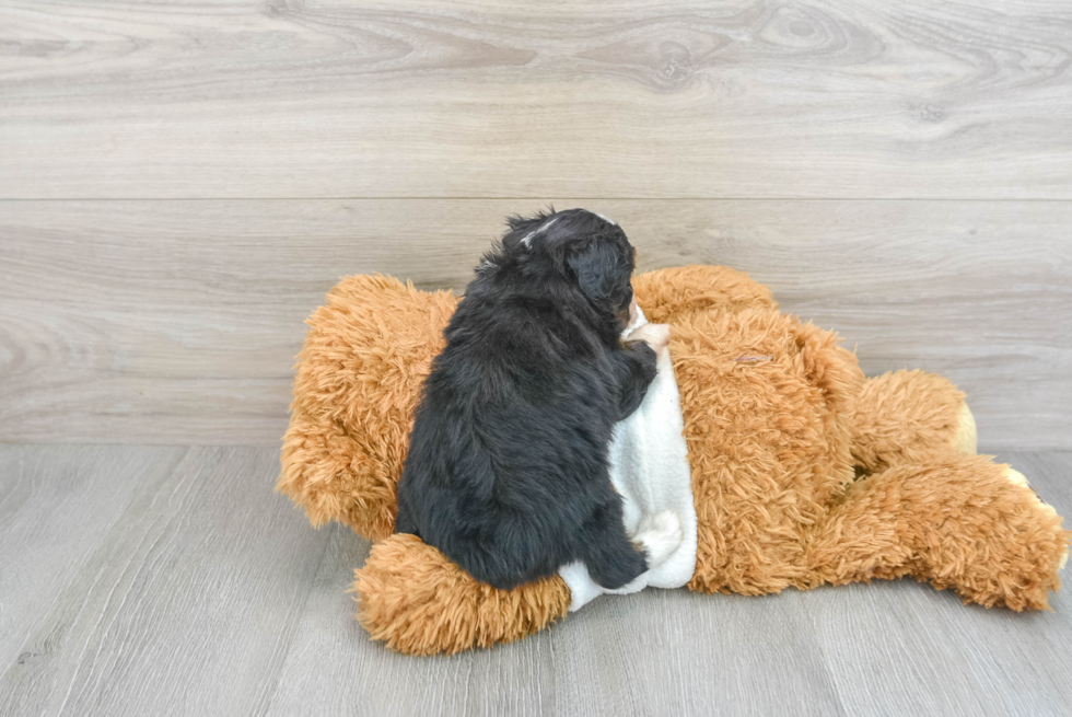 Best Mini Aussiedoodle Baby