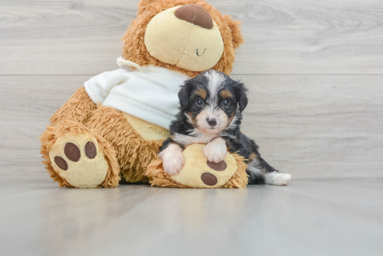 Best Mini Aussiedoodle Baby