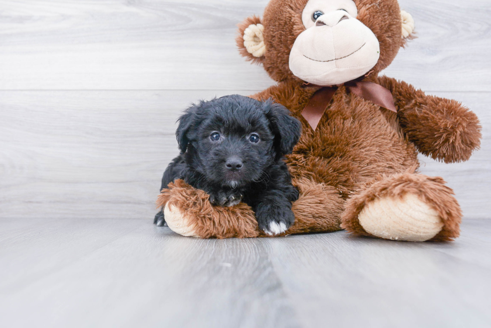 Mini Aussiedoodle Pup Being Cute