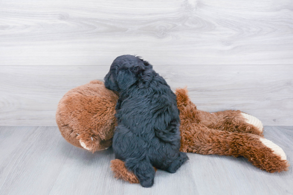 Best Mini Aussiedoodle Baby