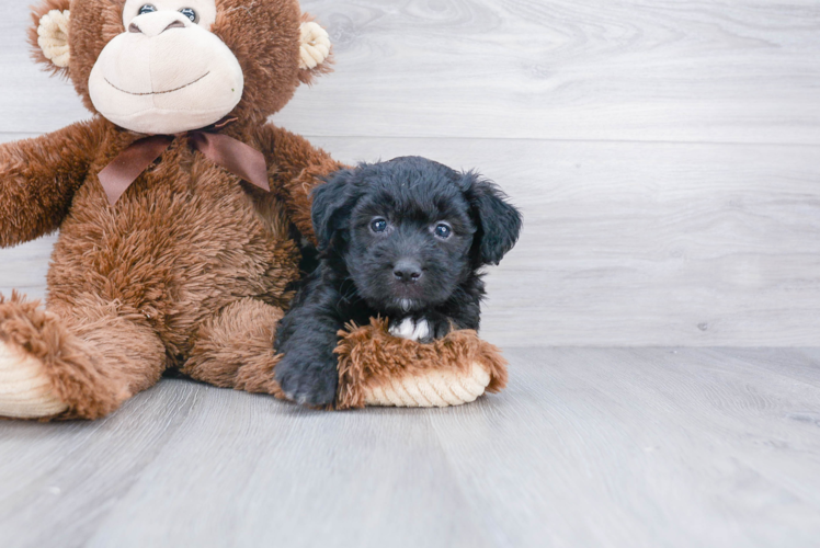 Best Mini Aussiedoodle Baby