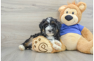 Mini Aussiedoodle Pup Being Cute