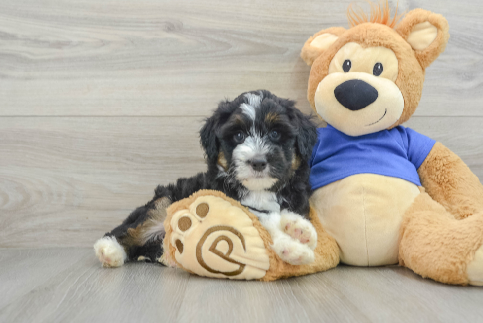 Mini Aussiedoodle Pup Being Cute