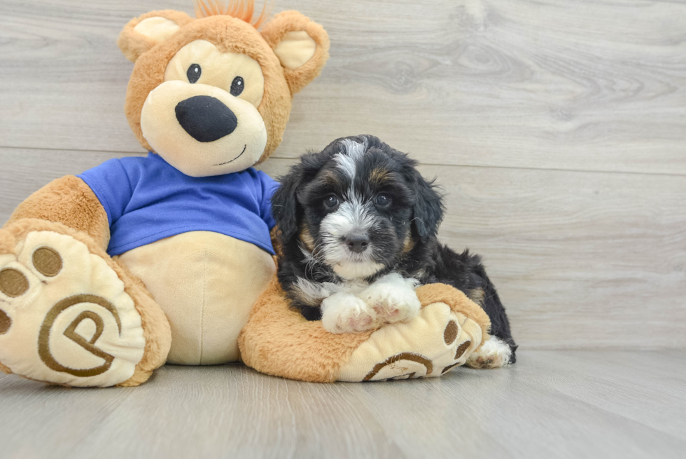 Best Mini Aussiedoodle Baby