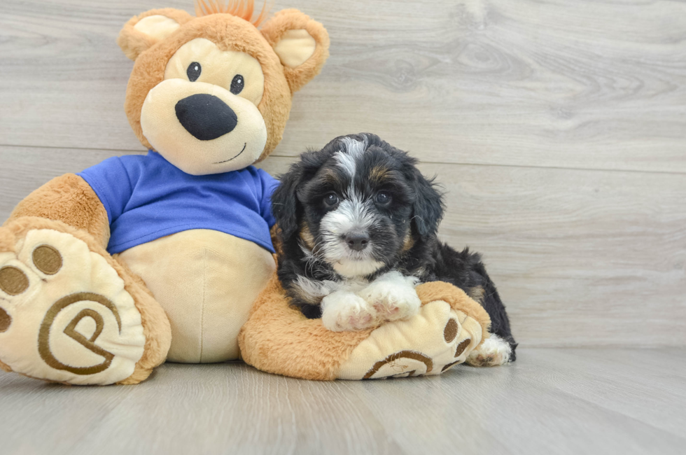 6 week old Mini Aussiedoodle Puppy For Sale - Premier Pups