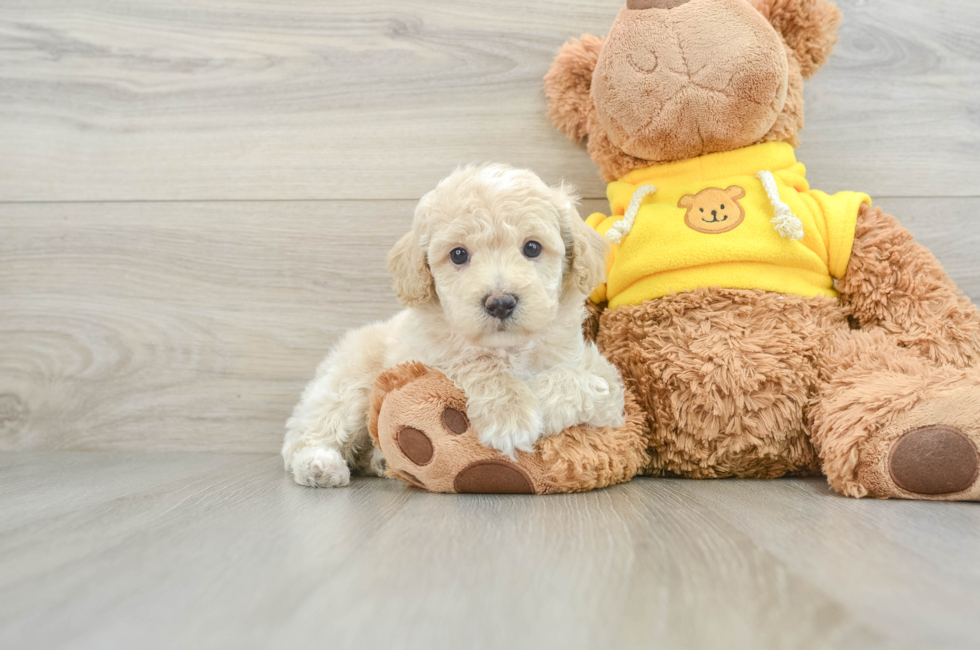 6 week old Mini Aussiedoodle Puppy For Sale - Premier Pups