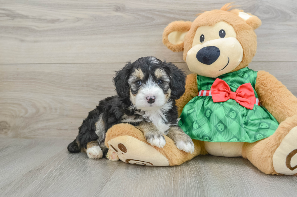 5 week old Mini Aussiedoodle Puppy For Sale - Premier Pups