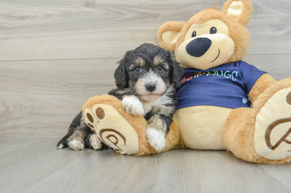 6 week old Mini Aussiedoodle Puppy For Sale - Premier Pups