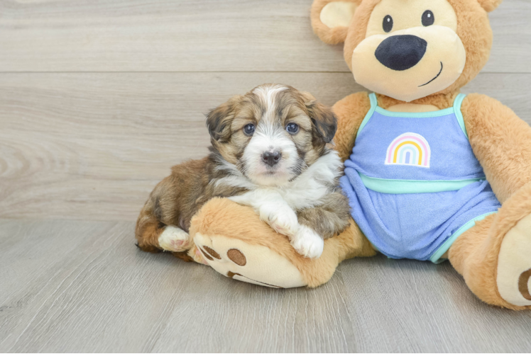 Mini Aussiedoodle Pup Being Cute