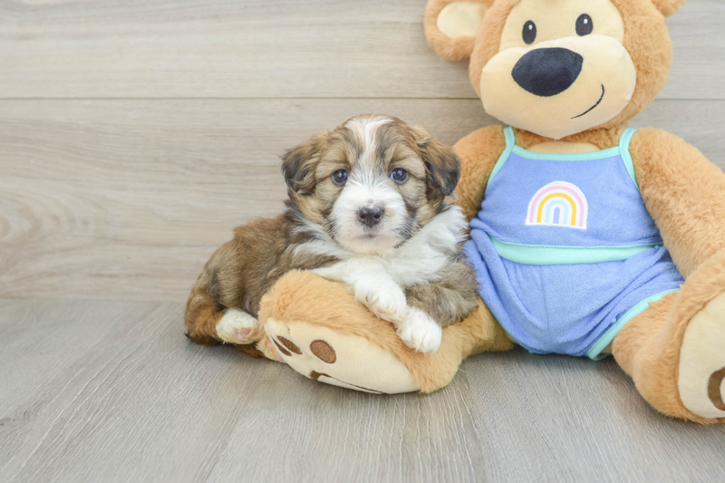 Meet Kyle - our Mini Aussiedoodle Puppy Photo 1/3 - Premier Pups