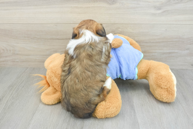 Meet Kyle - our Mini Aussiedoodle Puppy Photo 2/3 - Premier Pups