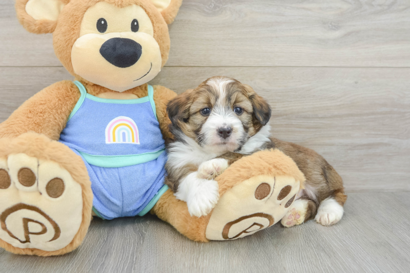 Meet Kyle - our Mini Aussiedoodle Puppy Photo 3/3 - Premier Pups