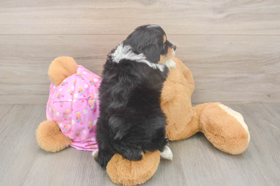 Adorable Mini Australian Shepherd X Poodle Mix Poodle Mix Puppy