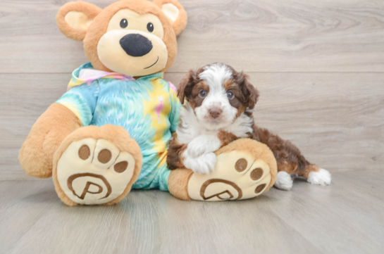 Mini Aussiedoodle Pup Being Cute