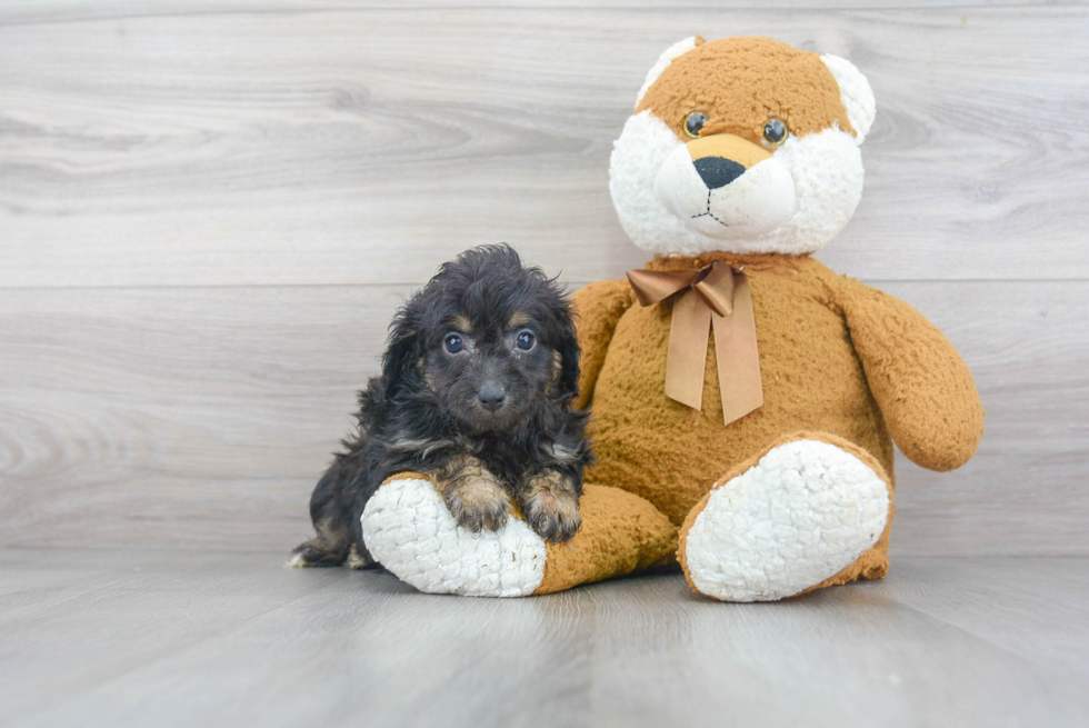 Mini Aussiedoodle Puppy for Adoption