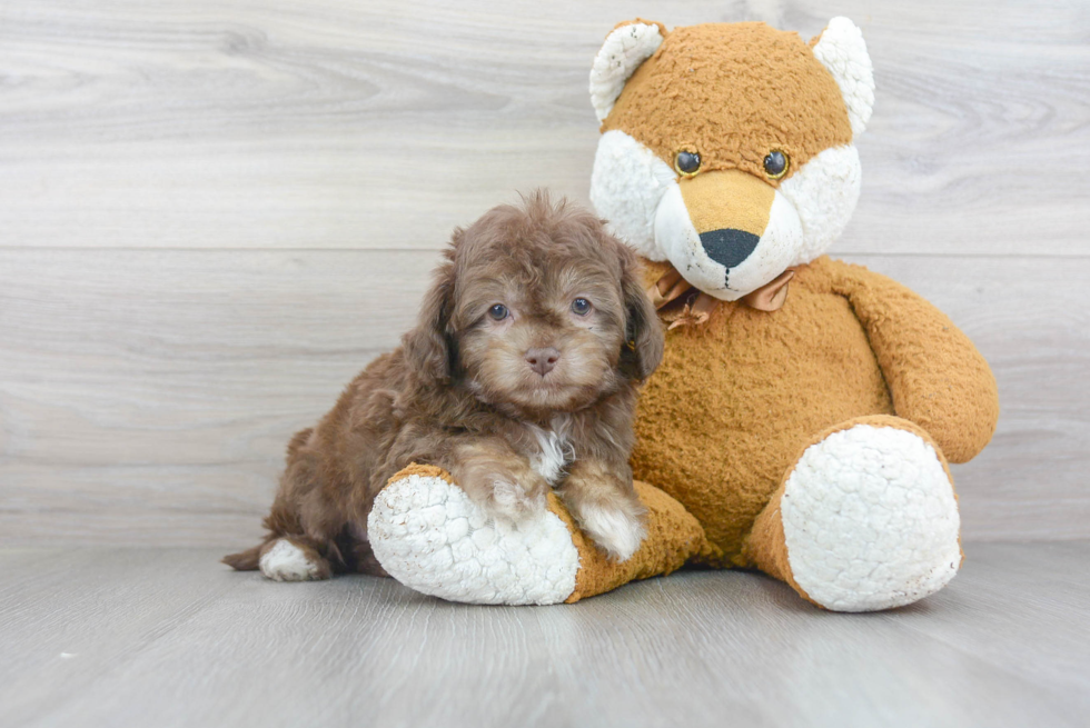 Mini Aussiedoodle Puppy for Adoption