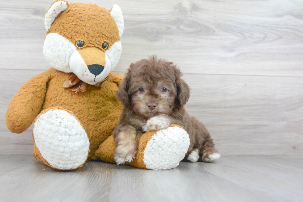 Mini Aussiedoodle Pup Being Cute