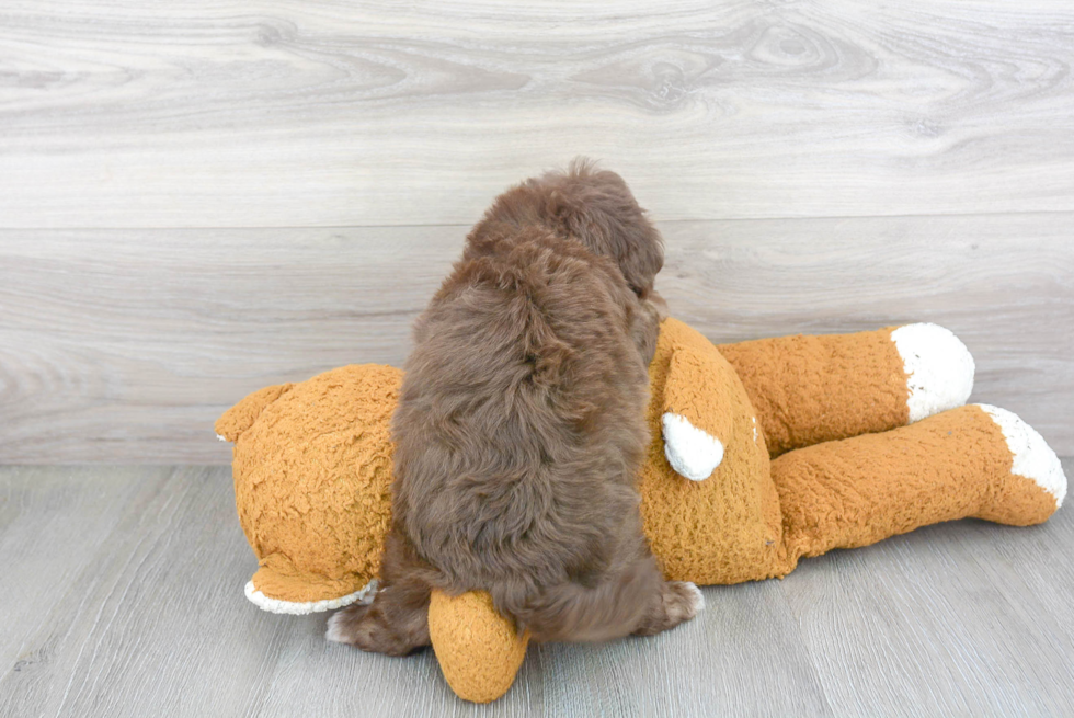 Little Aussiepoo Poodle Mix Puppy